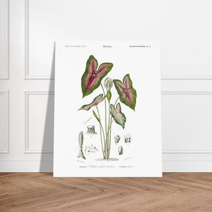 Planche botanique : Caladium à feuilles bicolores par Charles d'Orbigny. Planche naturaliste du Dictionnaire Universel d'Histoire Naturelle montrant un Caladium à feuilles bicolores, avec des détails anatomiques. Image d'illustration 6