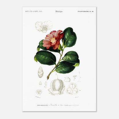 Planche botanique : Camélia du Japon - Charles d'Orbigny (29,7x42 cm (A3)). Planche botanique du XIXe siècle illustrant le Camélia du Japon (Camellia japonica), avec une fleur, des feuilles et des détails de ses fruits et graines.