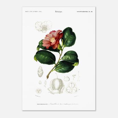 Planche botanique : Camélia du Japon - Charles d'Orbigny (42x59,4 cm (A2)). Planche botanique du XIXe siècle illustrant le Camélia du Japon (Camellia japonica), avec une fleur, des feuilles et des détails de ses fruits et graines.