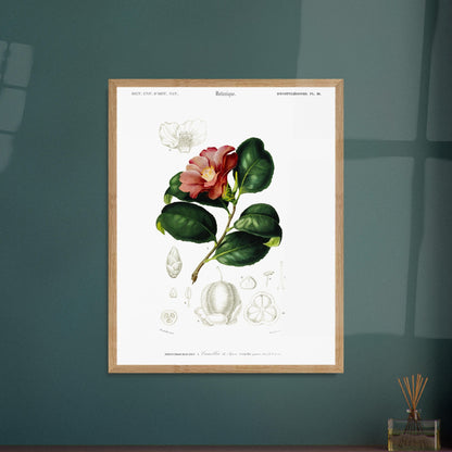 Planche botanique : Camélia du Japon - Charles d'Orbigny. Planche botanique du XIXe siècle illustrant le Camélia du Japon (Camellia japonica), avec une fleur, des feuilles et des détails de ses fruits et graines. Image d'illustration 5