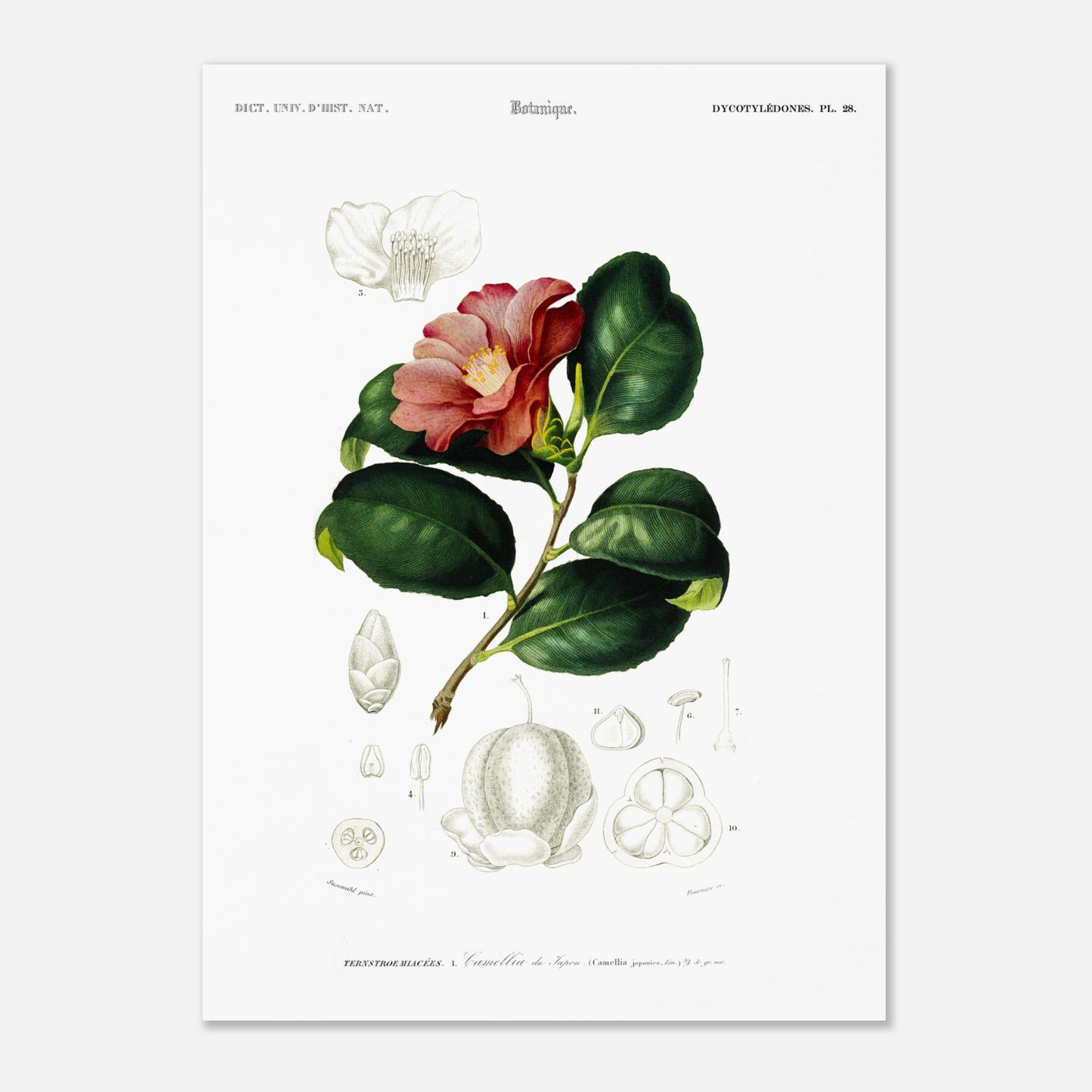 Planche botanique : Camélia du Japon - Charles d'Orbigny (50x70 cm). Planche botanique du XIXe siècle illustrant le Camélia du Japon (Camellia japonica), avec une fleur, des feuilles et des détails de ses fruits et graines.