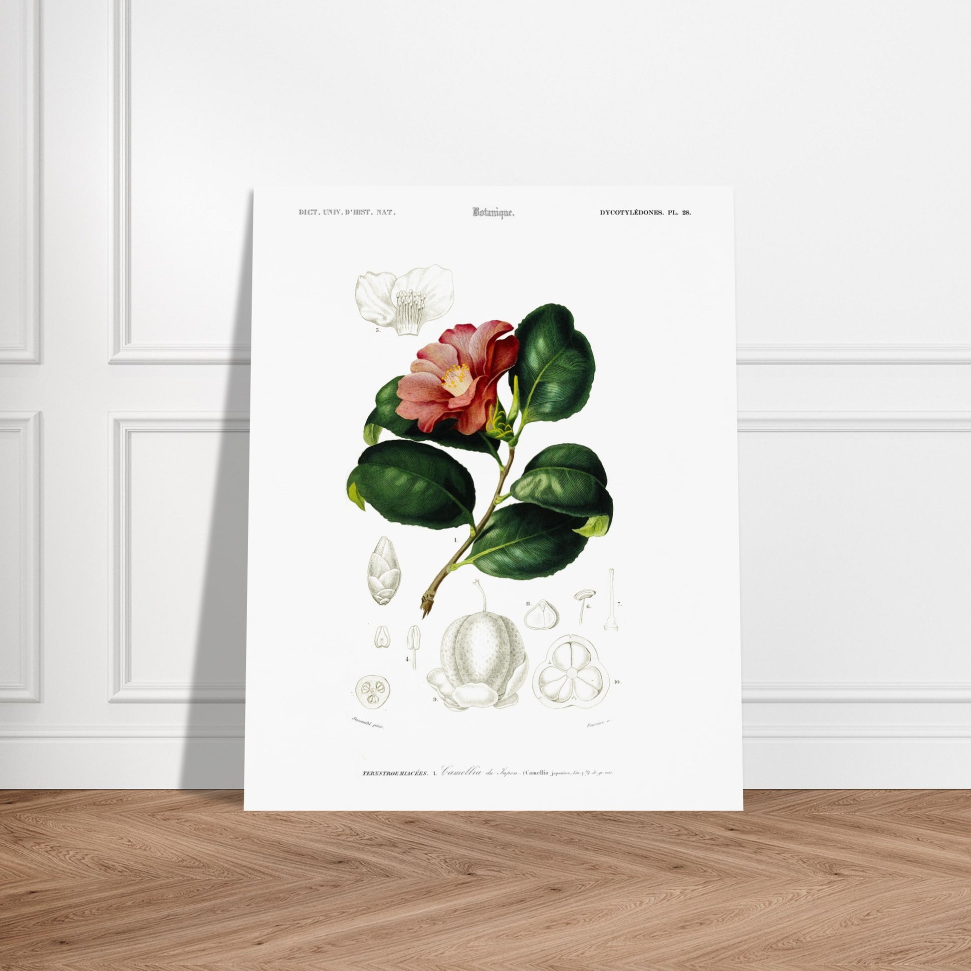Planche botanique : Camélia du Japon - Charles d'Orbigny. Planche botanique du XIXe siècle illustrant le Camélia du Japon (Camellia japonica), avec une fleur, des feuilles et des détails de ses fruits et graines. Image d'illustration 6