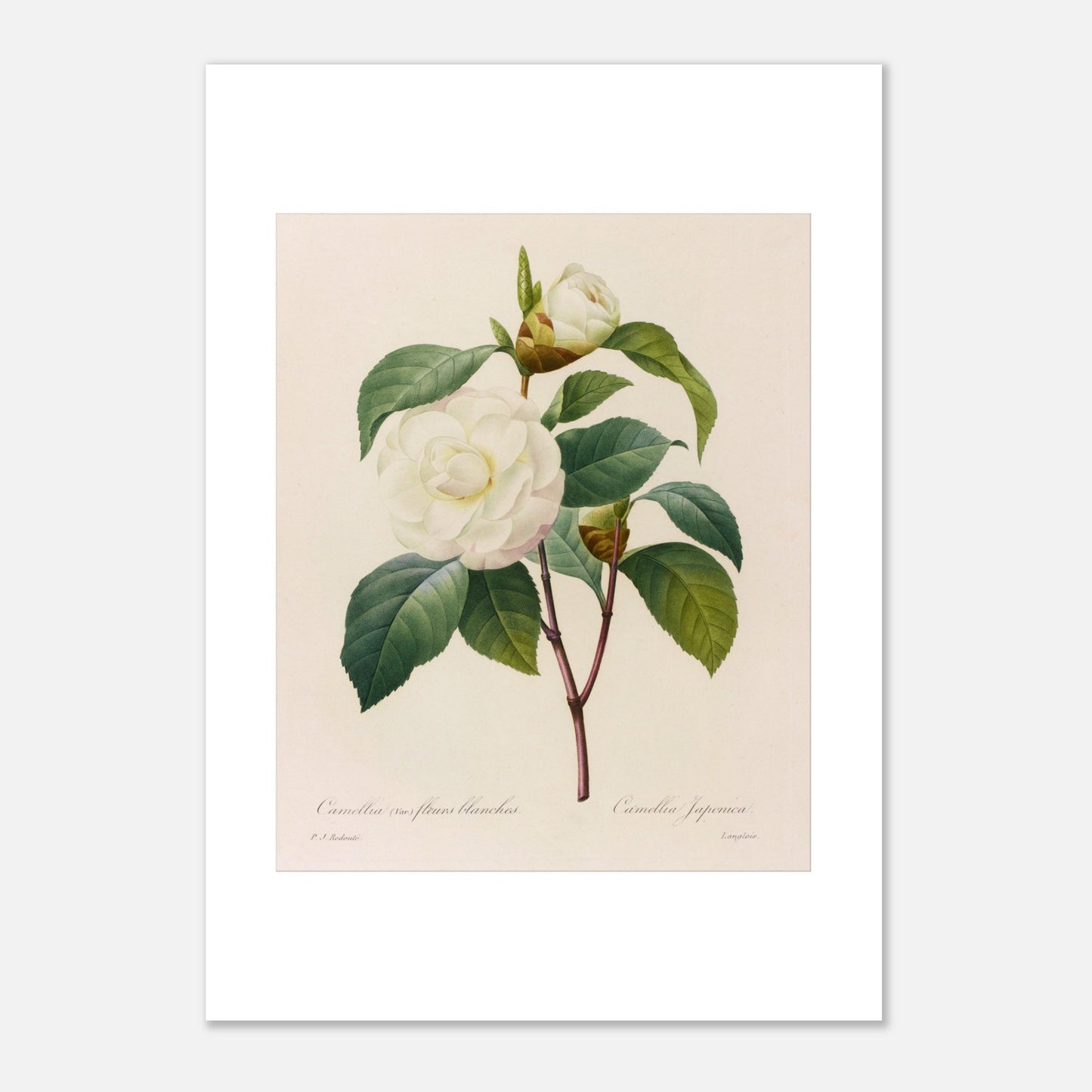 Planche botanique Camellia japonica à fleurs blanches, Pierre-Joseph Redouté (21x29,7 cm (A4)). Planche botanique de Pierre-Joseph Redouté représentant un camélia blanc, variété à fleurs blanches, avec ses feuilles vertes.