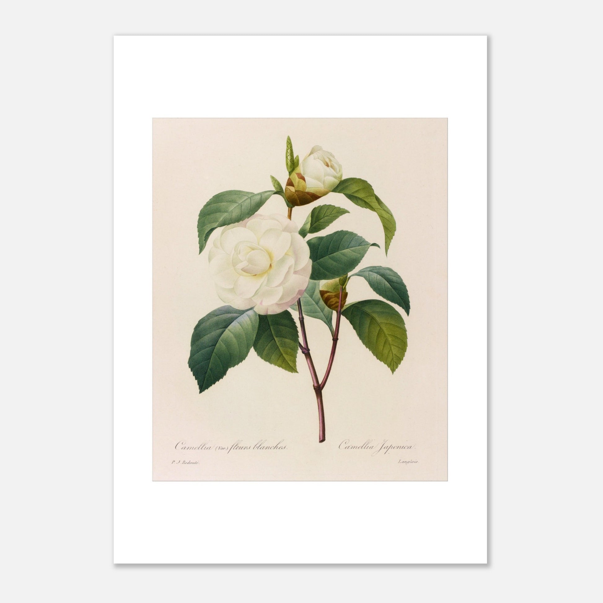 Planche botanique Camellia japonica à fleurs blanches, Pierre-Joseph Redouté (21x29,7 cm (A4)). Planche botanique de Pierre-Joseph Redouté représentant un camélia blanc, variété à fleurs blanches, avec ses feuilles vertes.