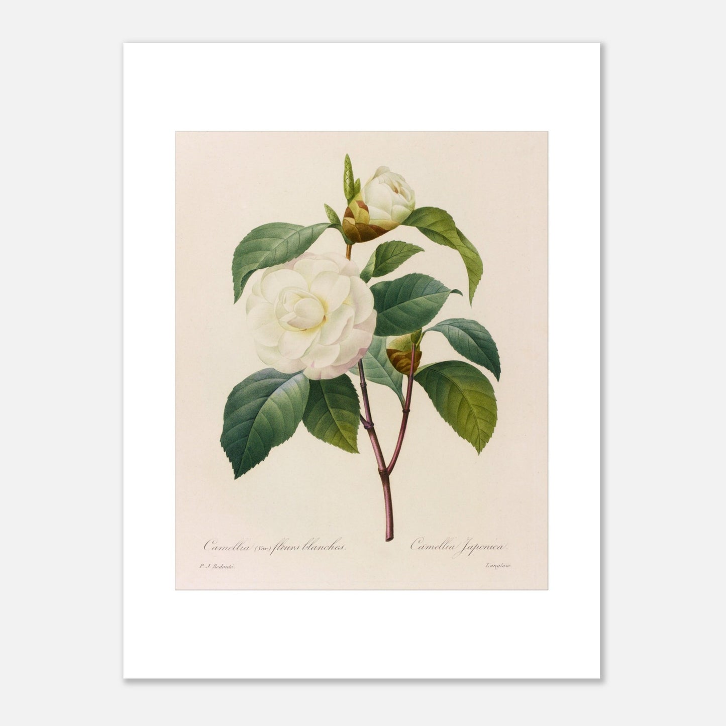 Planche botanique Camellia japonica à fleurs blanches, Pierre-Joseph Redouté (30x40 cm). Planche botanique de Pierre-Joseph Redouté représentant un camélia blanc, variété à fleurs blanches, avec ses feuilles vertes.