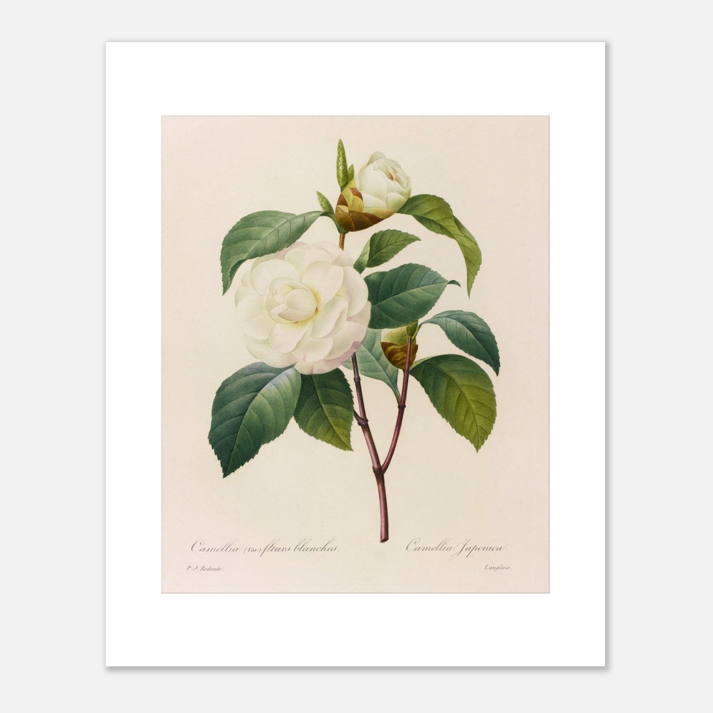 Planche botanique Camellia japonica à fleurs blanches, Pierre-Joseph Redouté (40x50 cm). Planche botanique de Pierre-Joseph Redouté représentant un camélia blanc, variété à fleurs blanches, avec ses feuilles vertes.