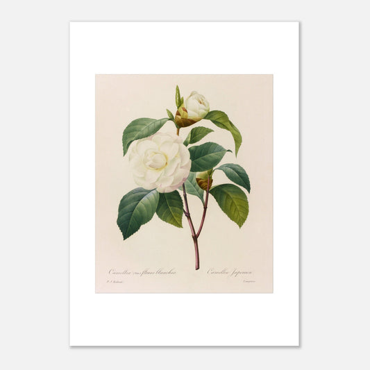 Planche botanique Camellia japonica à fleurs blanches, Pierre-Joseph Redouté (42x59,4 cm (A2)). Planche botanique de Pierre-Joseph Redouté représentant un camélia blanc, variété à fleurs blanches, avec ses feuilles vertes.
