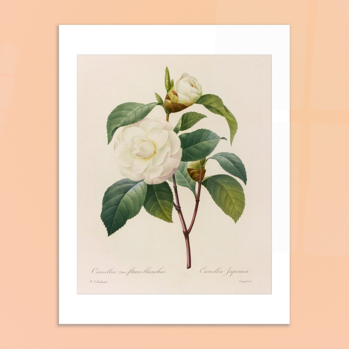 Planche botanique Camellia japonica à fleurs blanches, Pierre-Joseph Redouté. Planche botanique de Pierre-Joseph Redouté représentant un camélia blanc, variété à fleurs blanches, avec ses feuilles vertes. Image d'illustration 6