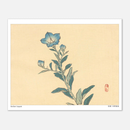 Planche botanique de Campanule, estampe japonaise par Kōno Bairei (20x25 cm). Estampe ancienne représentant une campanule aux fleurs bleues et à la tige verte, avec des bourgeons et des feuilles, sur un fond crème.