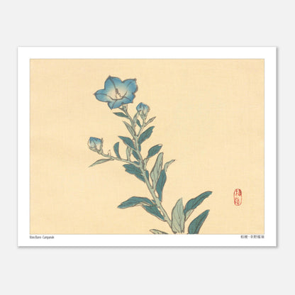 Planche botanique de Campanule, estampe japonaise par Kōno Bairei (27x35 cm). Estampe ancienne représentant une campanule aux fleurs bleues et à la tige verte, avec des bourgeons et des feuilles, sur un fond crème.