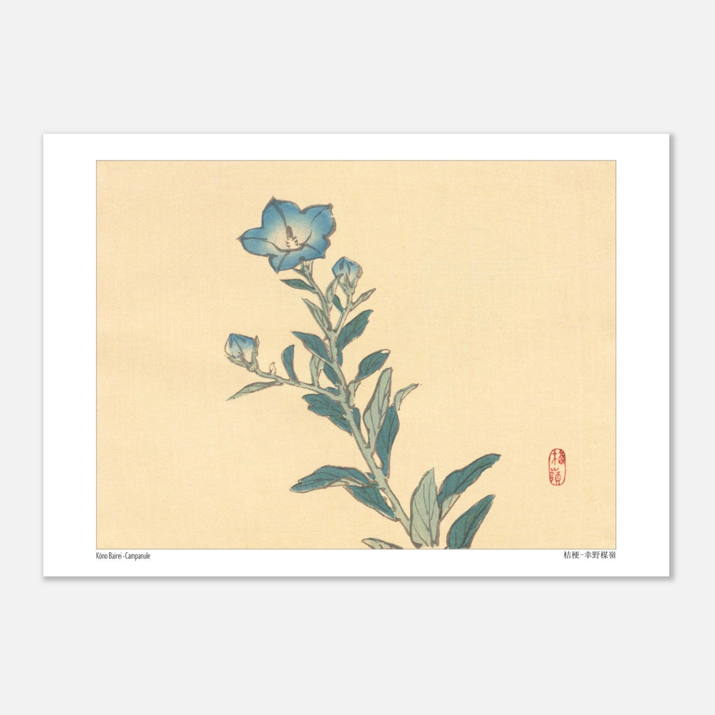 Planche botanique de Campanule, estampe japonaise par Kōno Bairei (29,7x42 cm (A3)). Estampe ancienne représentant une campanule aux fleurs bleues et à la tige verte, avec des bourgeons et des feuilles, sur un fond crème.