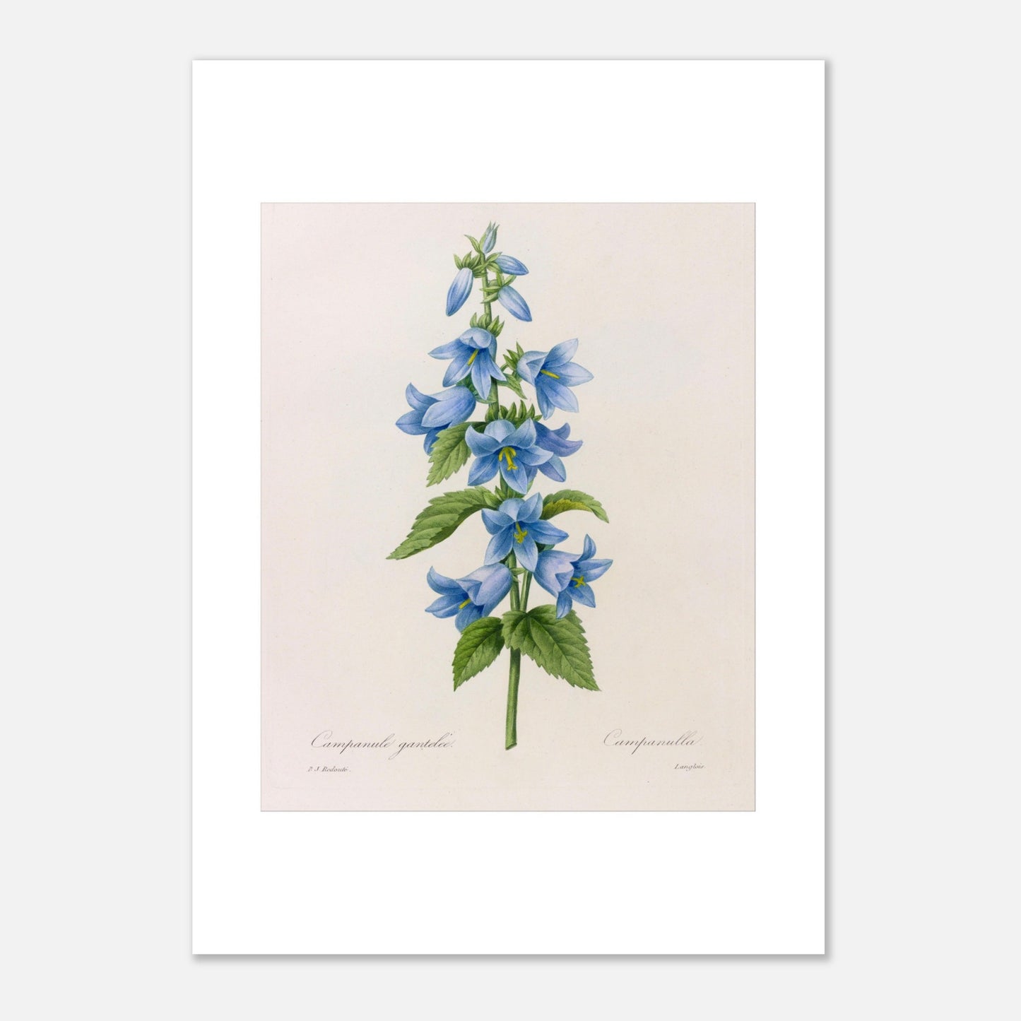 Planche botanique Campanule Gantelée par Pierre-Joseph Redouté (29,7x42 cm (A3)). Planche botanique ancienne de Pierre-Joseph Redouté représentant une tige de campanules bleues avec des feuilles vertes.