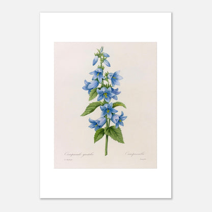 Planche botanique Campanule Gantelée par Pierre-Joseph Redouté (29,7x42 cm (A3)). Planche botanique ancienne de Pierre-Joseph Redouté représentant une tige de campanules bleues avec des feuilles vertes.