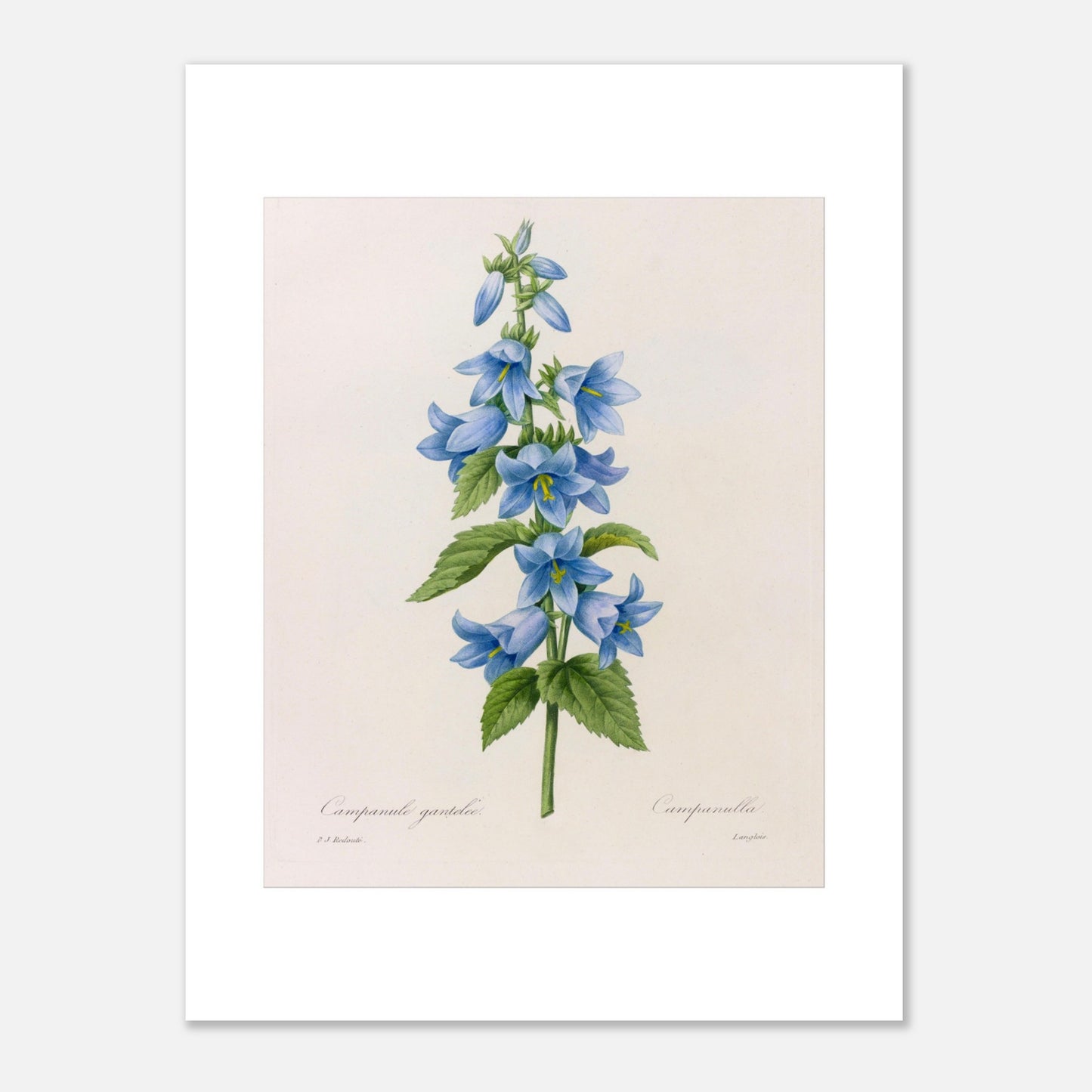 Planche botanique Campanule Gantelée par Pierre-Joseph Redouté (30x40 cm). Planche botanique ancienne de Pierre-Joseph Redouté représentant une tige de campanules bleues avec des feuilles vertes.