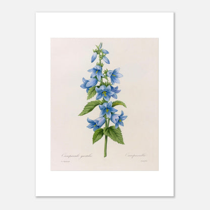 Planche botanique Campanule Gantelée par Pierre-Joseph Redouté (30x40 cm). Planche botanique ancienne de Pierre-Joseph Redouté représentant une tige de campanules bleues avec des feuilles vertes.