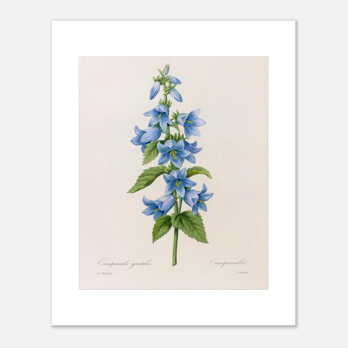 Planche botanique Campanule Gantelée par Pierre-Joseph Redouté (40x50 cm). Planche botanique ancienne de Pierre-Joseph Redouté représentant une tige de campanules bleues avec des feuilles vertes.