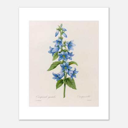 Planche botanique Campanule Gantelée par Pierre-Joseph Redouté (40x50 cm). Planche botanique ancienne de Pierre-Joseph Redouté représentant une tige de campanules bleues avec des feuilles vertes.