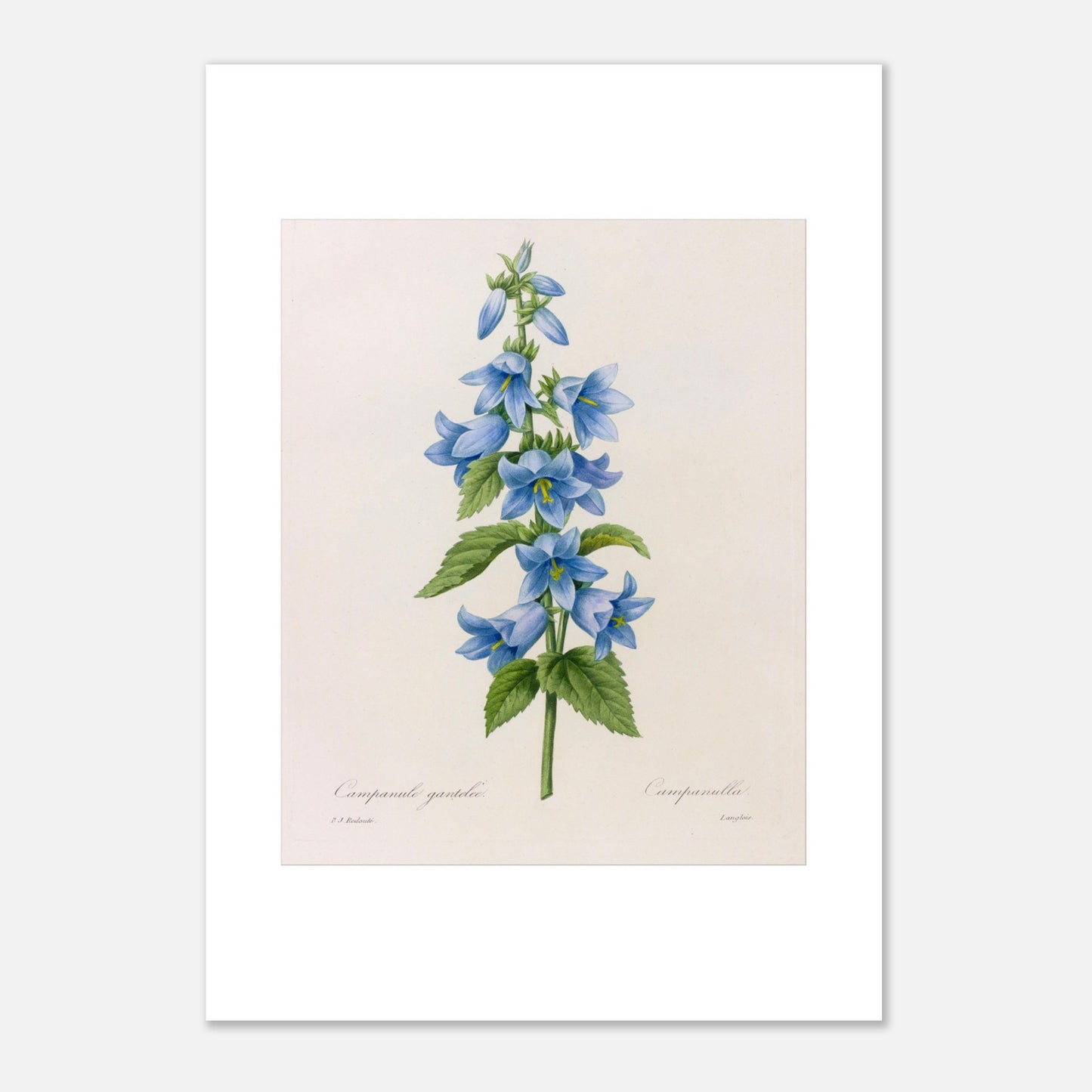 Planche botanique Campanule Gantelée par Pierre-Joseph Redouté (42x59,4 cm (A2)). Planche botanique ancienne de Pierre-Joseph Redouté représentant une tige de campanules bleues avec des feuilles vertes.