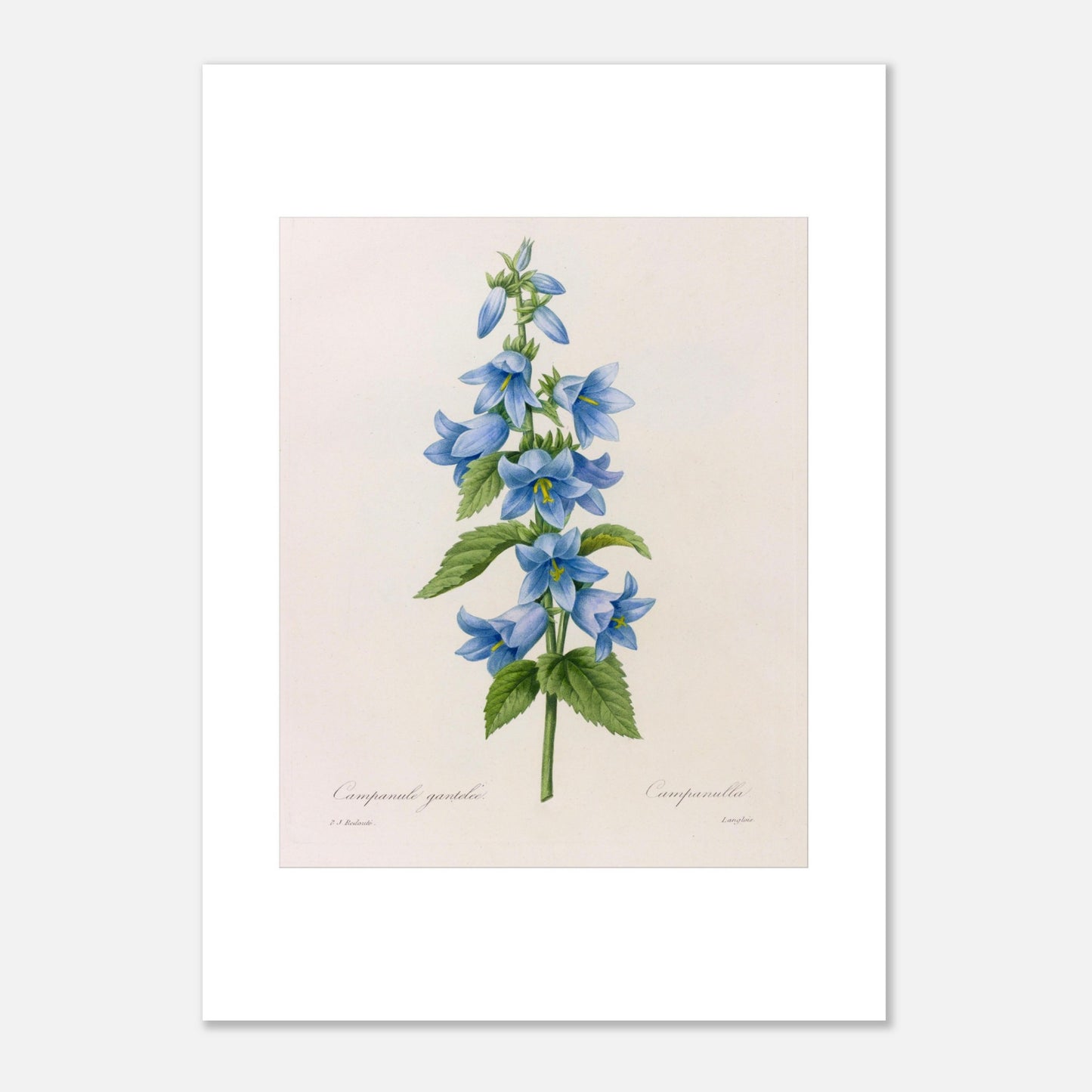 Planche botanique Campanule Gantelée par Pierre-Joseph Redouté (50x70 cm). Planche botanique ancienne de Pierre-Joseph Redouté représentant une tige de campanules bleues avec des feuilles vertes.