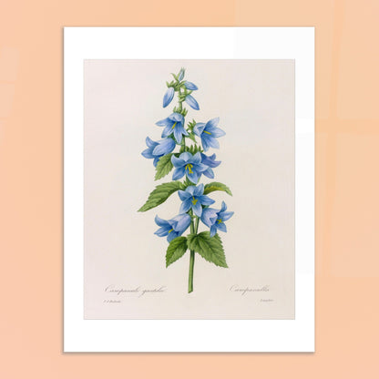 Planche botanique Campanule Gantelée par Pierre-Joseph Redouté. Planche botanique ancienne de Pierre-Joseph Redouté représentant une tige de campanules bleues avec des feuilles vertes. Image d'illustration 6