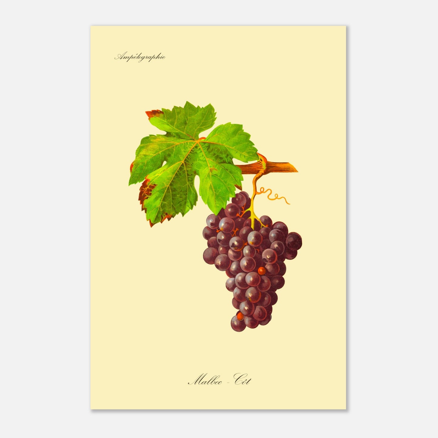 Planche botanique ancienne : Cépage Malbec - Côt (40x60 cm). Illustration d'une grappe de raisins noirs aux feuilles vertes, avec une vrille spiralée et le texte 'Ampélographie' en haut et 'Malbec - Côt' en bas.