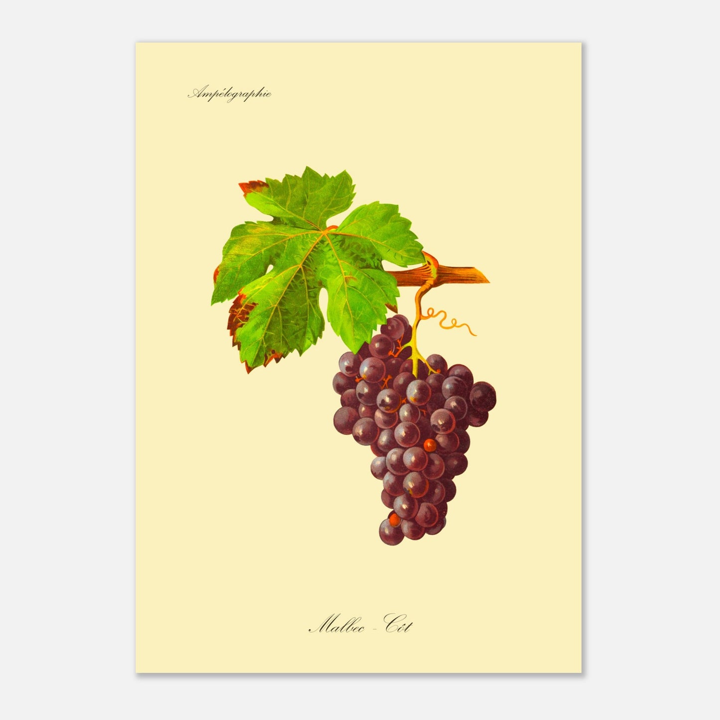 Planche botanique ancienne : Cépage Malbec - Côt (42x59,4 cm (A2)). Illustration d'une grappe de raisins noirs aux feuilles vertes, avec une vrille spiralée et le texte 'Ampélographie' en haut et 'Malbec - Côt' en bas.