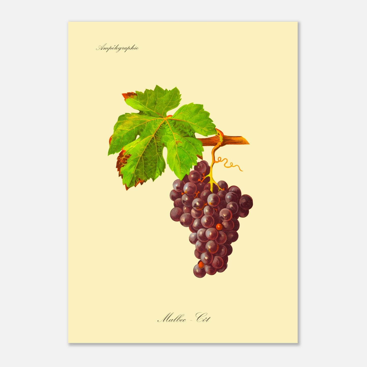 Planche botanique ancienne : Cépage Malbec - Côt (50x70 cm). Illustration d'une grappe de raisins noirs aux feuilles vertes, avec une vrille spiralée et le texte 'Ampélographie' en haut et 'Malbec - Côt' en bas.