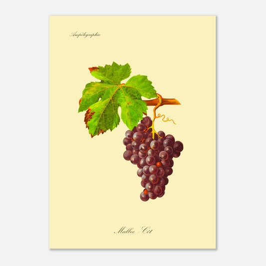 Planche botanique ancienne : Cépage Malbec - Côt (50x70 cm). Illustration d'une grappe de raisins noirs aux feuilles vertes, avec une vrille spiralée et le texte 'Ampélographie' en haut et 'Malbec - Côt' en bas.