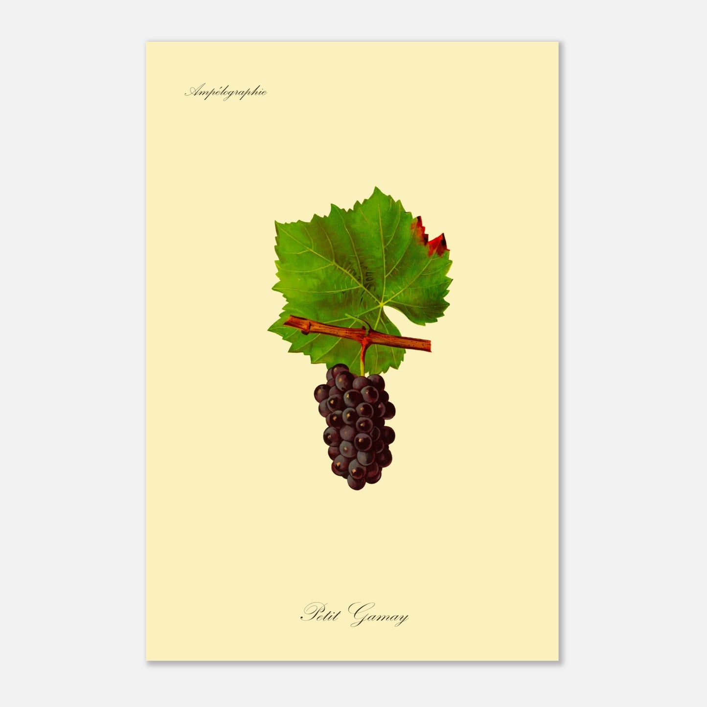 Planche botanique ancienne : Cépage Petit Gamay (40x60 cm). Reproduction botanique d'une grappe de raisins noirs foncés appelée 'Petit Gamay', avec une feuille verte.