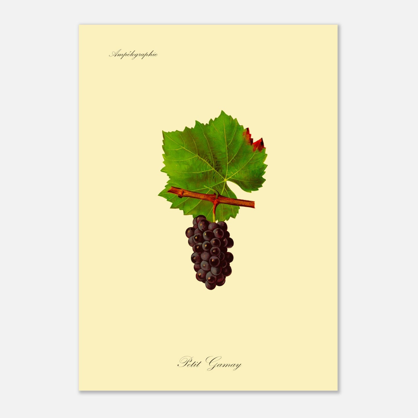 Planche botanique ancienne : Cépage Petit Gamay (42x59,4 cm (A2)). Reproduction botanique d'une grappe de raisins noirs foncés appelée 'Petit Gamay', avec une feuille verte.