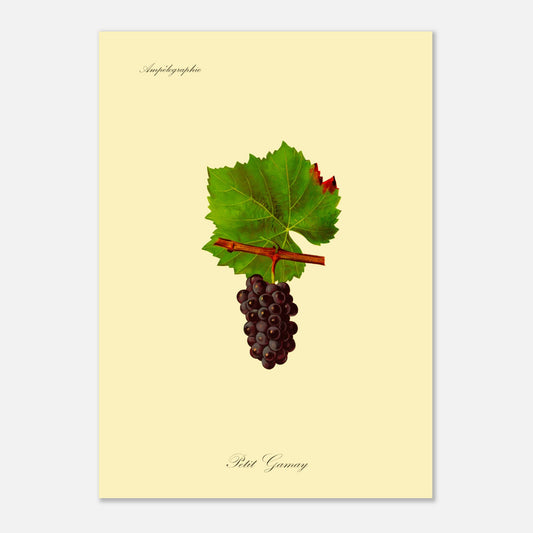 Planche botanique ancienne : Cépage Petit Gamay (50x70 cm). Reproduction botanique d'une grappe de raisins noirs foncés appelée 'Petit Gamay', avec une feuille verte.