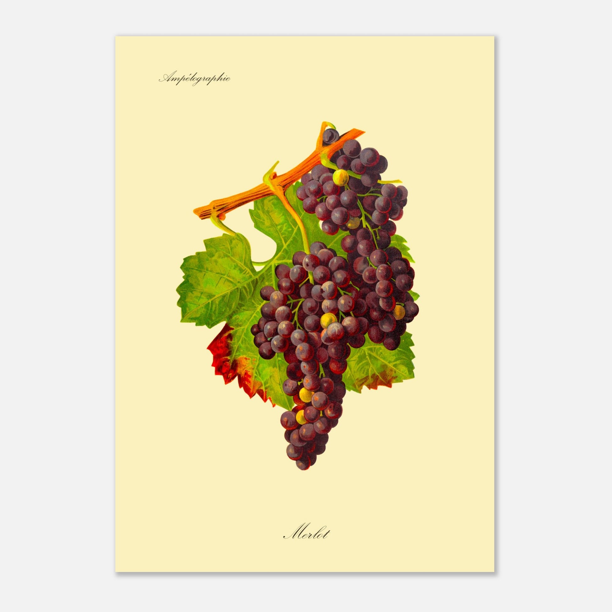 Planche botanique du cépage Petit Verdot - Ampélographie (29,7x42 cm (A3)). Illustration botanique d'une grappe de raisin Petit Verdot de couleur violet foncé, accompagnée de deux feuilles vertes et d'une tige orangée, sur un fond jaune pâle.