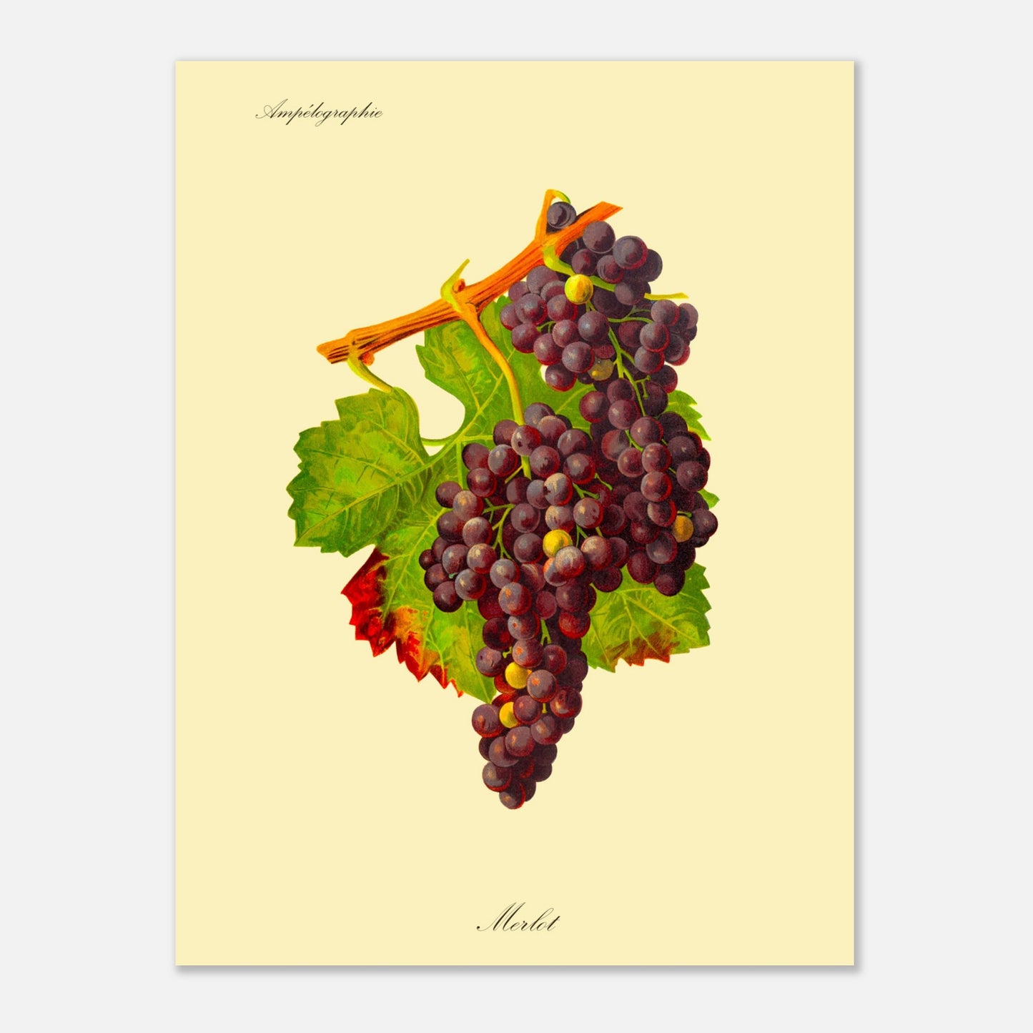 Planche botanique du cépage Petit Verdot - Ampélographie (30x40 cm). Illustration botanique d'une grappe de raisin Petit Verdot de couleur violet foncé, accompagnée de deux feuilles vertes et d'une tige orangée, sur un fond jaune pâle.