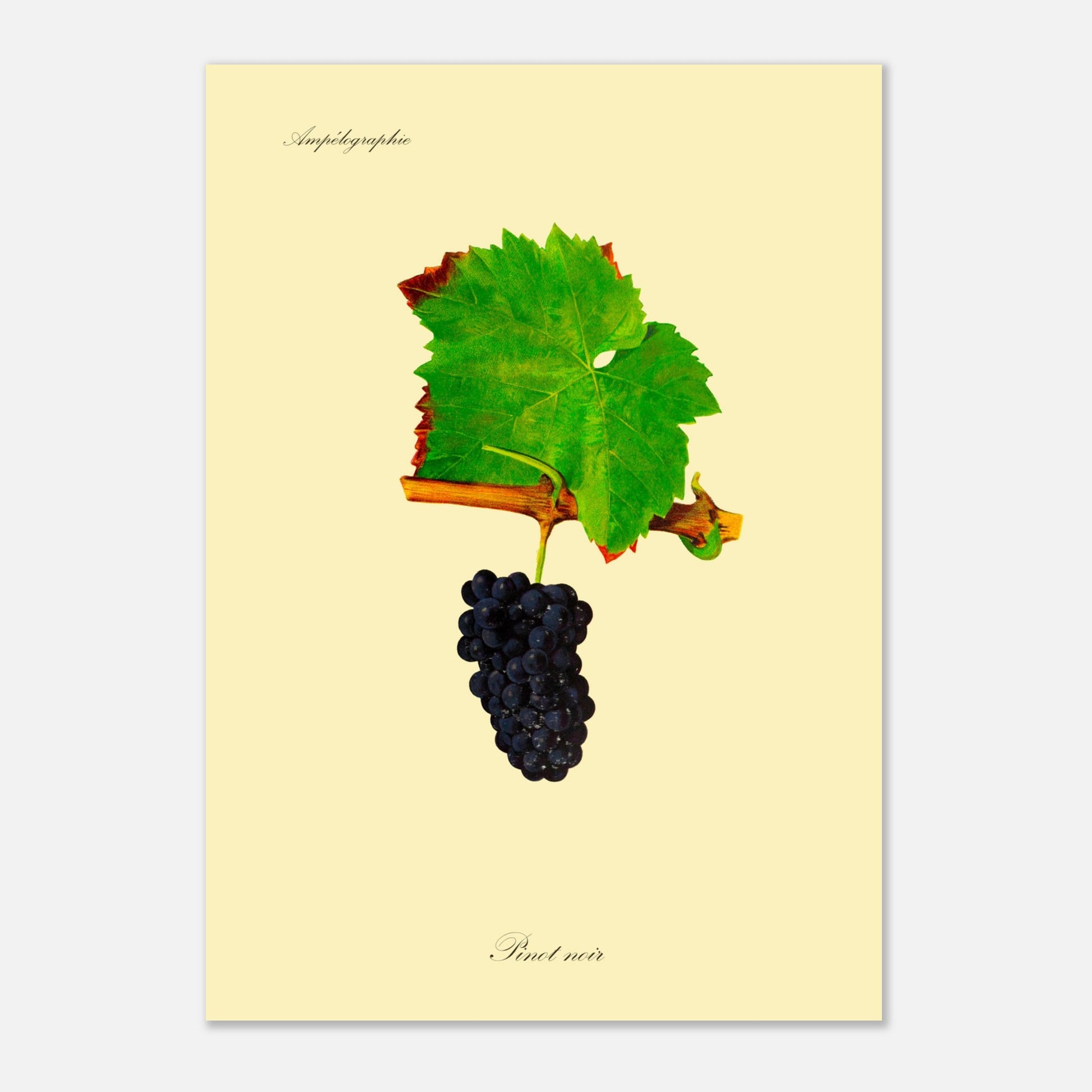 Planche botanique ancienne : Cépage Pinot noir (29,7x42 cm (A3)). Illustration botanique d'une grappe de raisin Pinot noir sombre avec une feuille verte et une partie de branche sur fond beige.