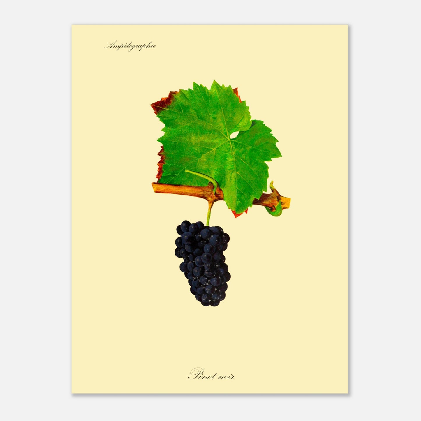 Planche botanique ancienne : Cépage Pinot noir (30x40 cm). Illustration botanique d'une grappe de raisin Pinot noir sombre avec une feuille verte et une partie de branche sur fond beige.