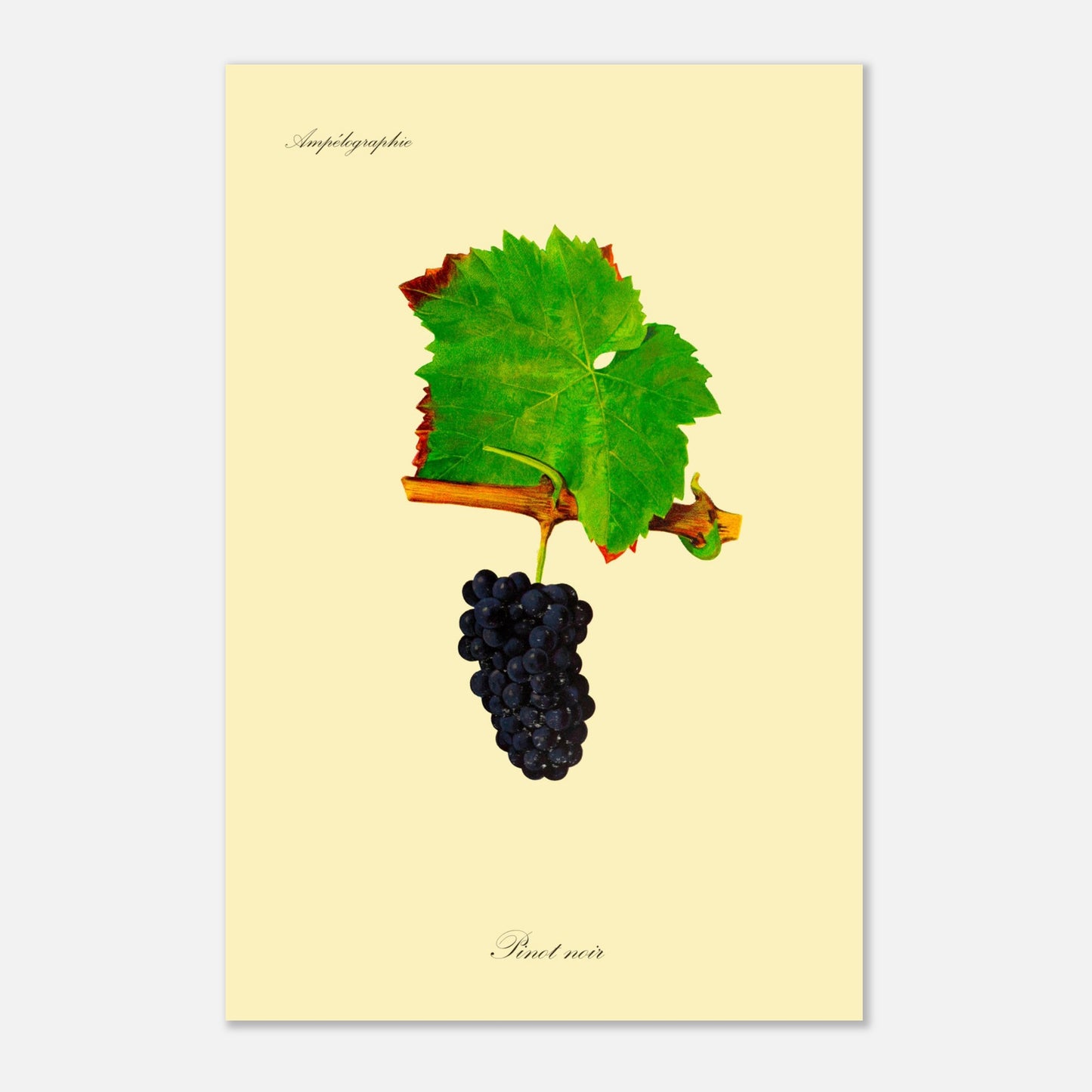 Planche botanique ancienne : Cépage Pinot noir (40x60 cm). Illustration botanique d'une grappe de raisin Pinot noir sombre avec une feuille verte et une partie de branche sur fond beige.