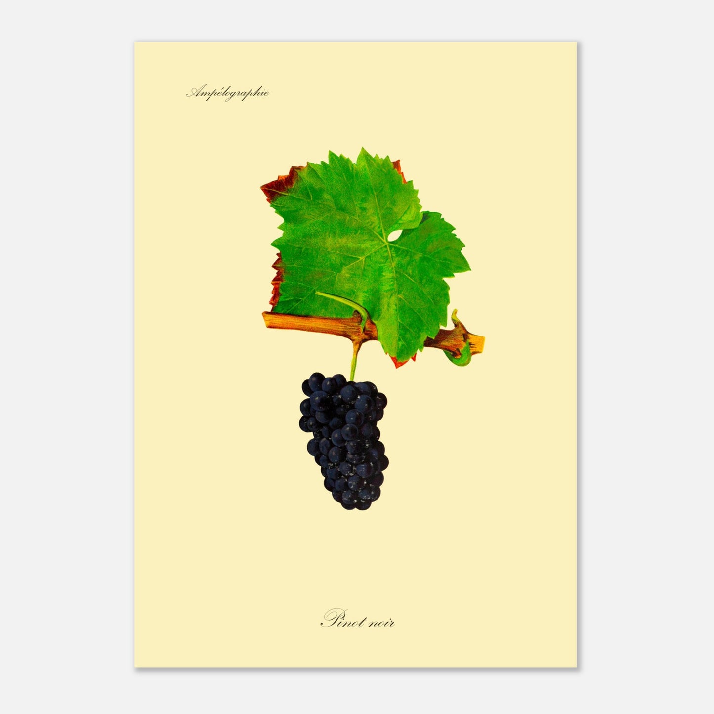 Planche botanique ancienne : Cépage Pinot noir (42x59,4 cm (A2)). Illustration botanique d'une grappe de raisin Pinot noir sombre avec une feuille verte et une partie de branche sur fond beige.