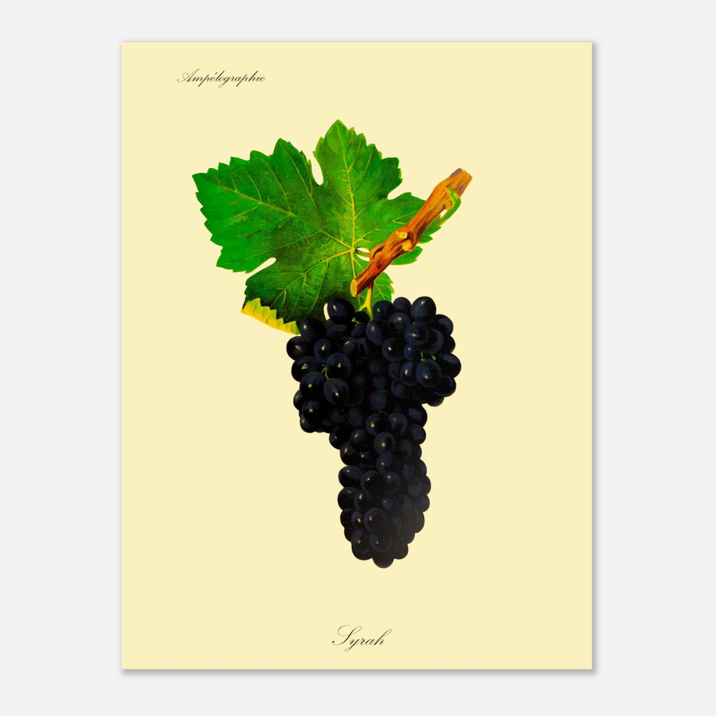 Planche botanique ancienne : Cépage Syrah (30x40 cm). Illustration botanique d'une grappe de raisin Syrah noire avec une feuille verte et une partie de branche sur fond beige.