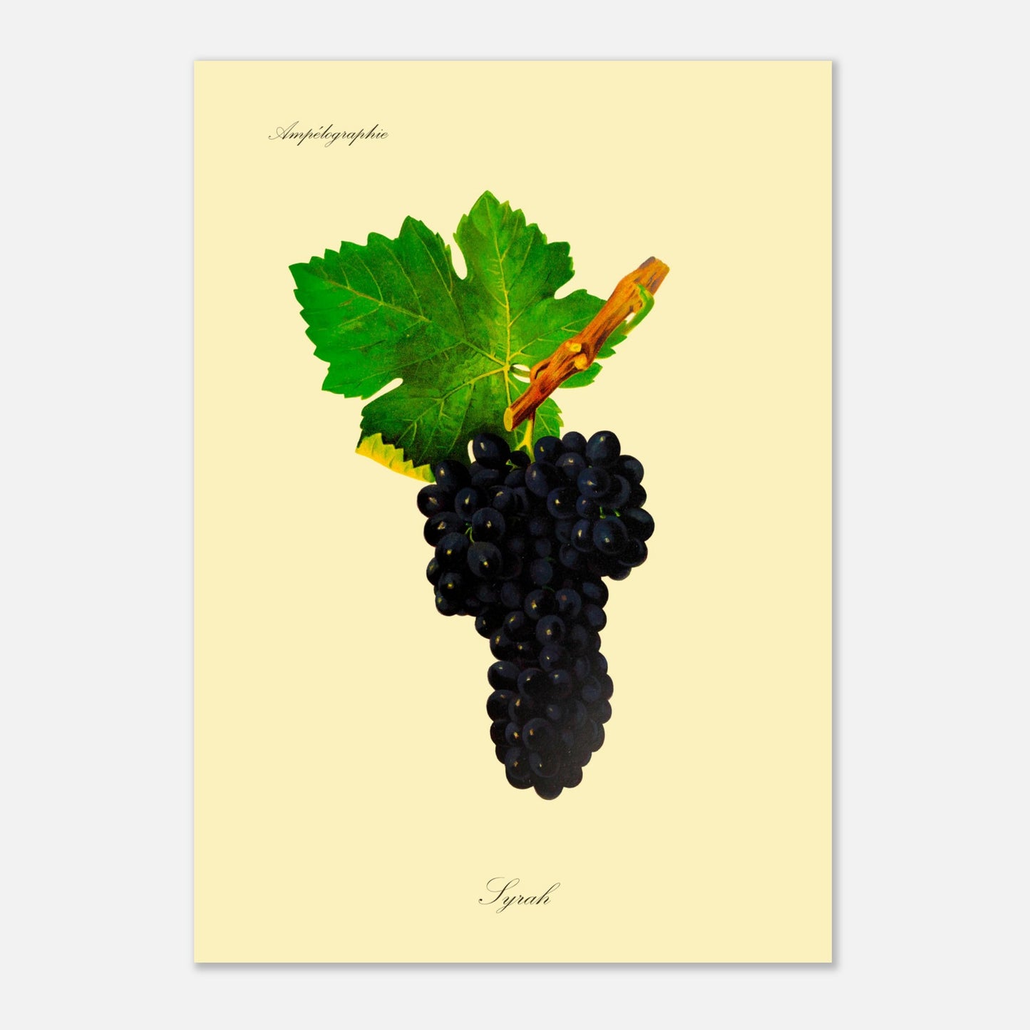 Planche botanique ancienne : Cépage Syrah (42x59,4 cm (A2)). Illustration botanique d'une grappe de raisin Syrah noire avec une feuille verte et une partie de branche sur fond beige.