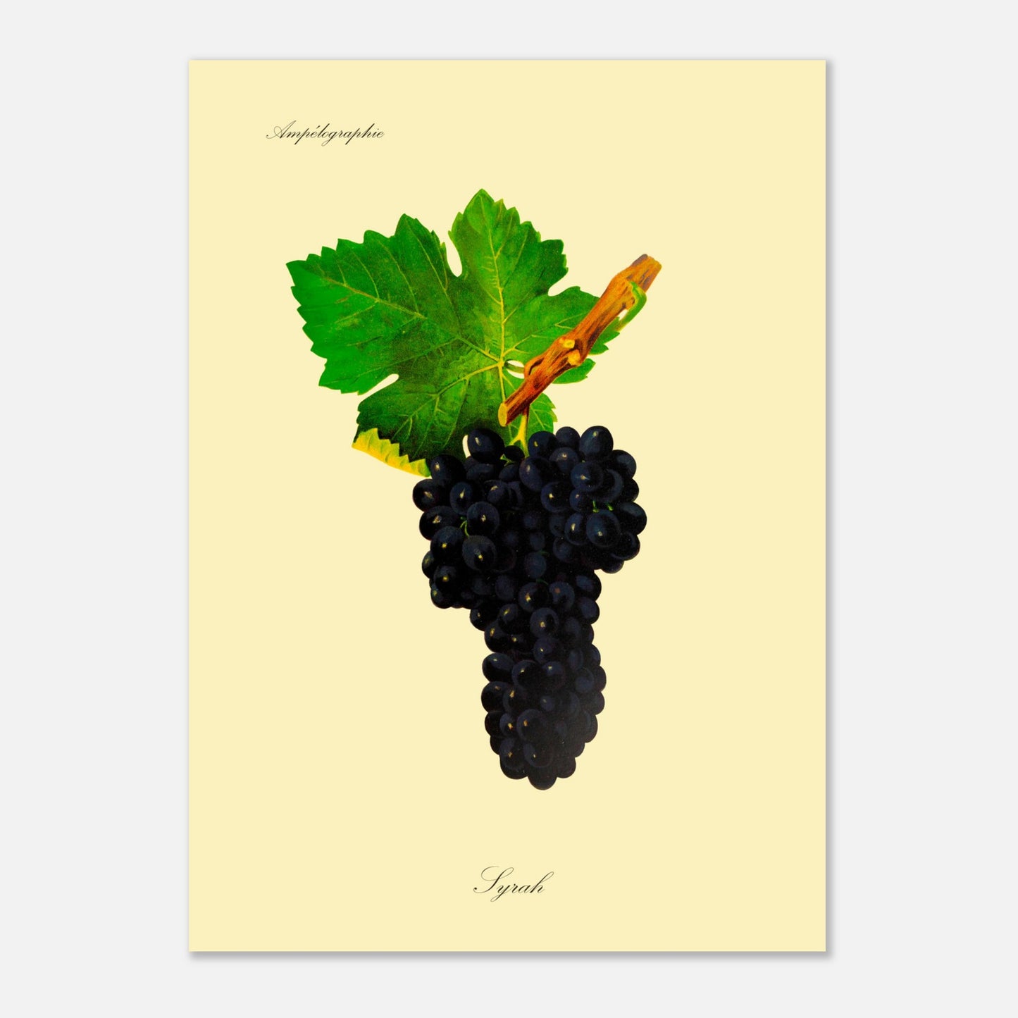 Planche botanique ancienne : Cépage Syrah (50x70 cm). Illustration botanique d'une grappe de raisin Syrah noire avec une feuille verte et une partie de branche sur fond beige.