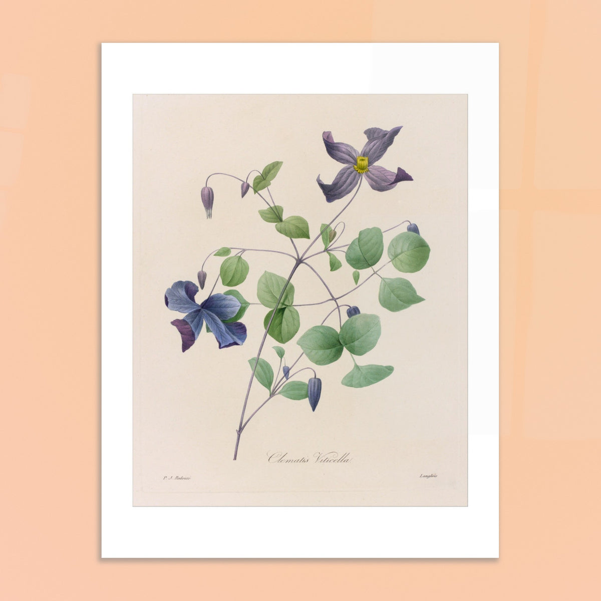 Planche botanique de la Clematis Viticella par Pierre-Joseph Redouté. Planche botanique de Pierre-Joseph Redouté représentant une plante de Clematis Viticella aux fleurs bleues et violettes avec des feuilles vertes.