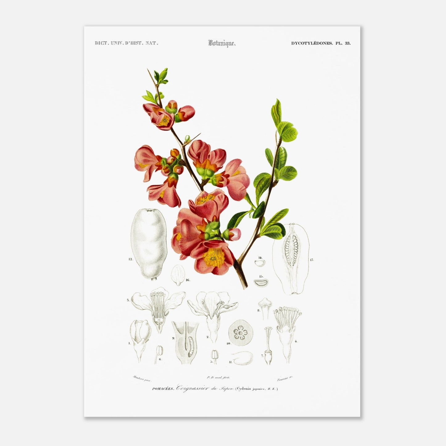 Reproduction de planche botanique : le Cognassier du Japon (Charles d'Orbigny) (29,7x42 cm (A3)). Planche botanique ancienne illustrant le cognassier du Japon, avec des détails de la fleur et du fruit.