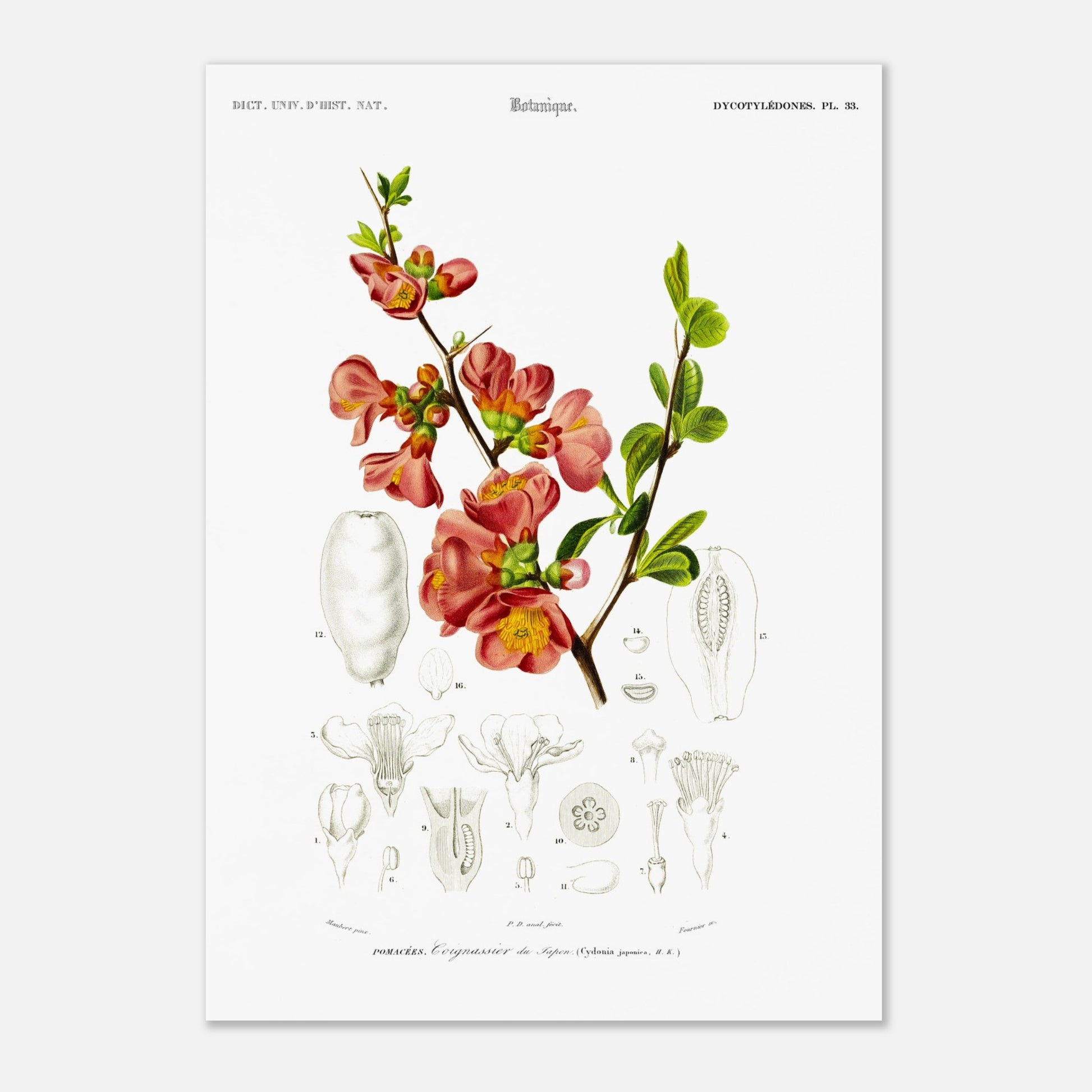 Reproduction de planche botanique : le Cognassier du Japon (Charles d'Orbigny) (29,7x42 cm (A3)). Planche botanique ancienne illustrant le cognassier du Japon, avec des détails de la fleur et du fruit.