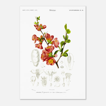 Reproduction de planche botanique : le Cognassier du Japon (Charles d'Orbigny) (29,7x42 cm (A3)). Planche botanique ancienne illustrant le cognassier du Japon, avec des détails de la fleur et du fruit.
