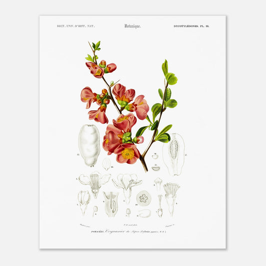 Reproduction de planche botanique : le Cognassier du Japon (Charles d'Orbigny) (40x50 cm). Planche botanique ancienne illustrant le cognassier du Japon, avec des détails de la fleur et du fruit.