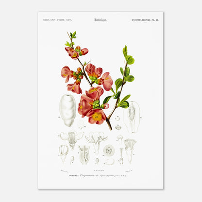Reproduction de planche botanique : le Cognassier du Japon (Charles d'Orbigny) (42x59,4 cm (A2)). Planche botanique ancienne illustrant le cognassier du Japon, avec des détails de la fleur et du fruit.