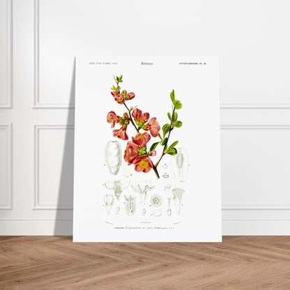 Reproduction de planche botanique : le Cognassier du Japon (Charles d'Orbigny). Planche botanique ancienne illustrant le cognassier du Japon, avec des détails de la fleur et du fruit. Image d'illustration 5