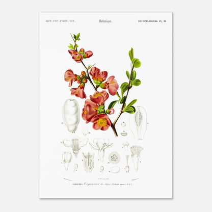 Reproduction de planche botanique : le Cognassier du Japon (Charles d'Orbigny) (50x70 cm). Planche botanique ancienne illustrant le cognassier du Japon, avec des détails de la fleur et du fruit.