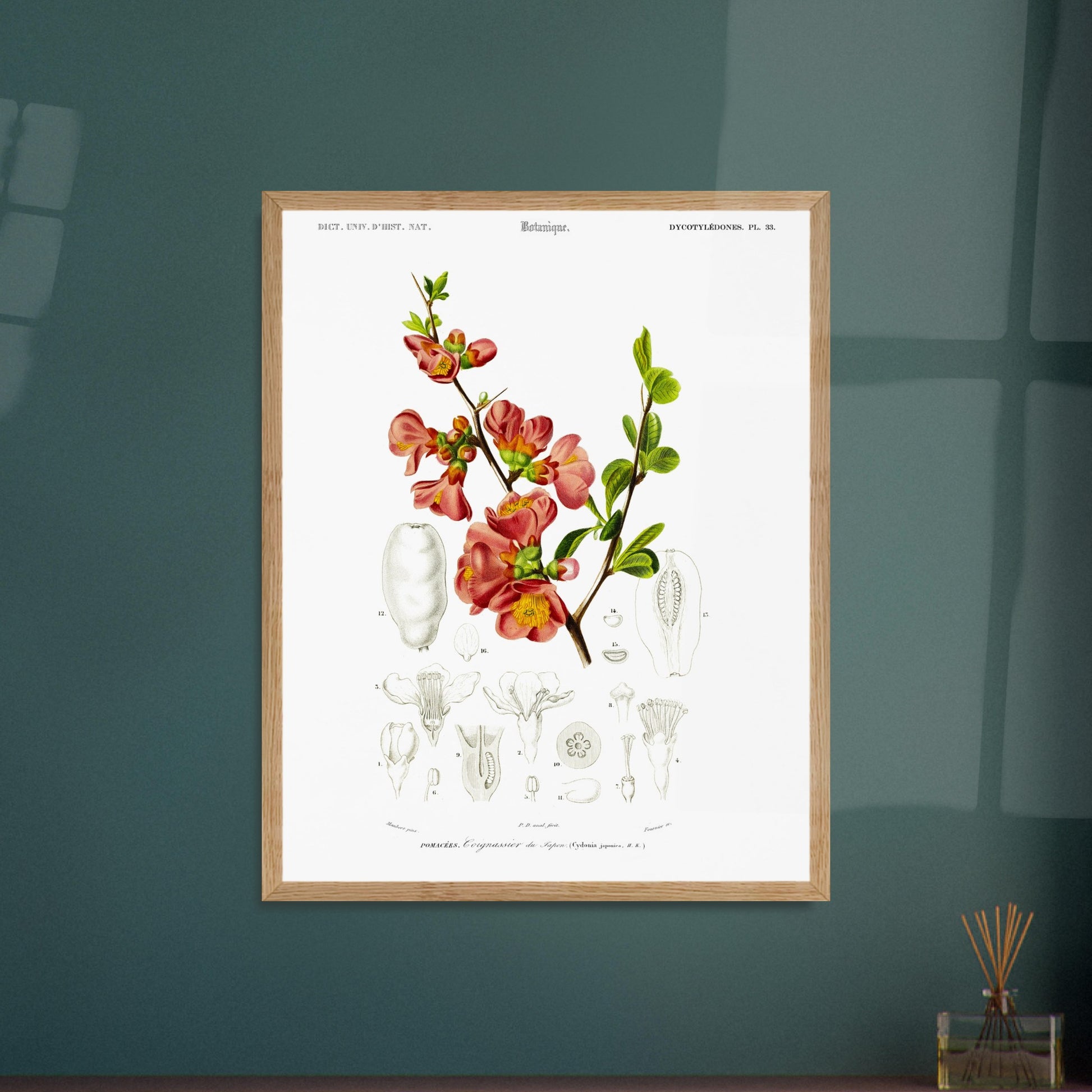 Reproduction de planche botanique : le Cognassier du Japon (Charles d'Orbigny). Planche botanique ancienne illustrant le cognassier du Japon, avec des détails de la fleur et du fruit. Image d'illustration 6