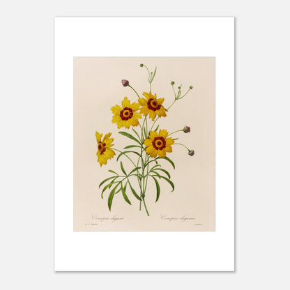 Planche botanique ancienne Coreopsis Élégant par Redouté (21x29,7 cm (A4)). Dessin botanique vintage de quatre fleurs de Chrysanthemum carinatum (Corcopsis élégant) par Pierre-Joseph Redouté, avec des pétales jaunes, un centre rouge et des feuilles vertes.
